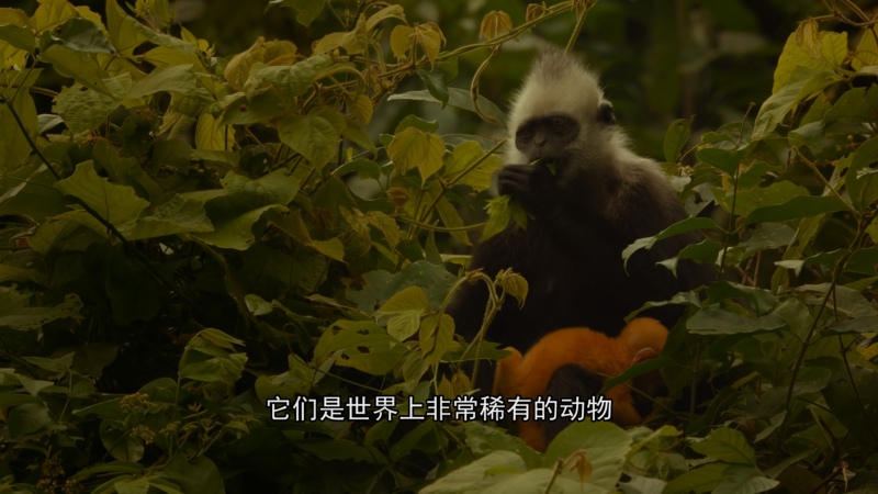 [百度网盘][中国大陆/英国][2017][地球：神奇的一天][成龙/罗伯特·雷德福/黄子华][纪录片][豆瓣高分:8.1][国英双语.简中字幕][MKV/7.7G][Bluray.1080p.TrueHD7.1.x265.10bit-CHD]-2.jpg