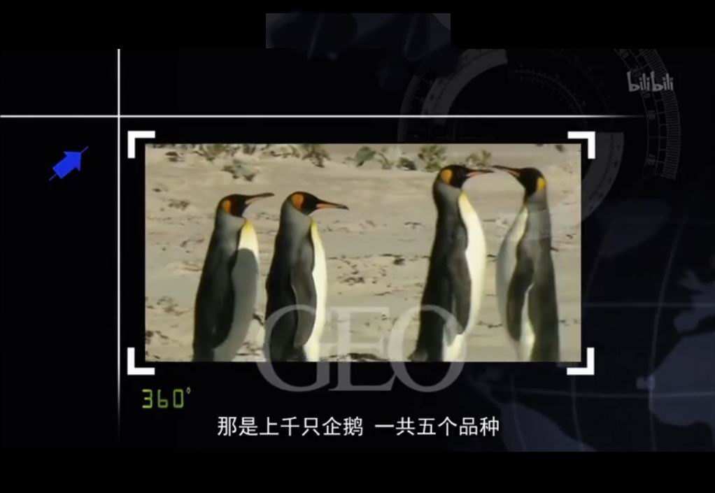 福克兰群岛的企鹅 1.jpg